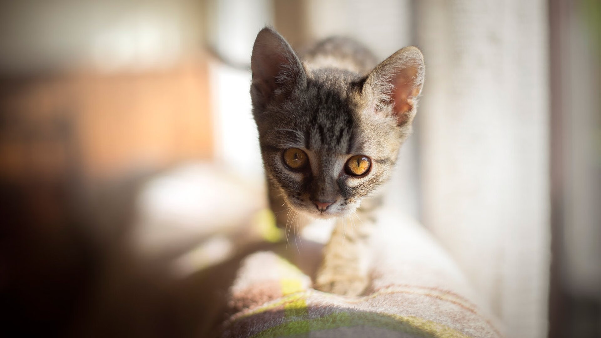 俱乐部足球联赛：明星云集争夺冠军，足球俱乐部冠军含金量排名