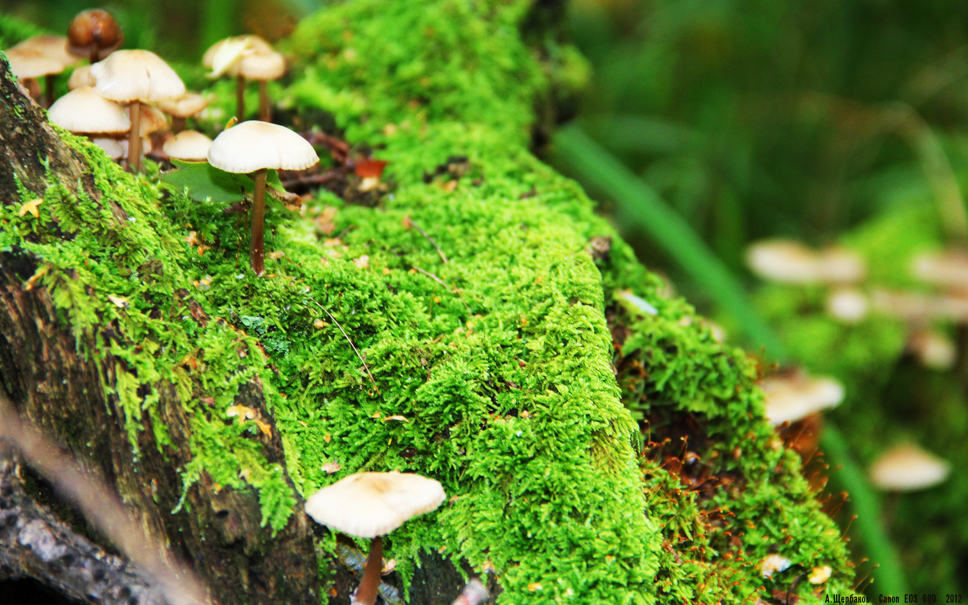 传统比赛中新玩法：快节奏、多局制引入