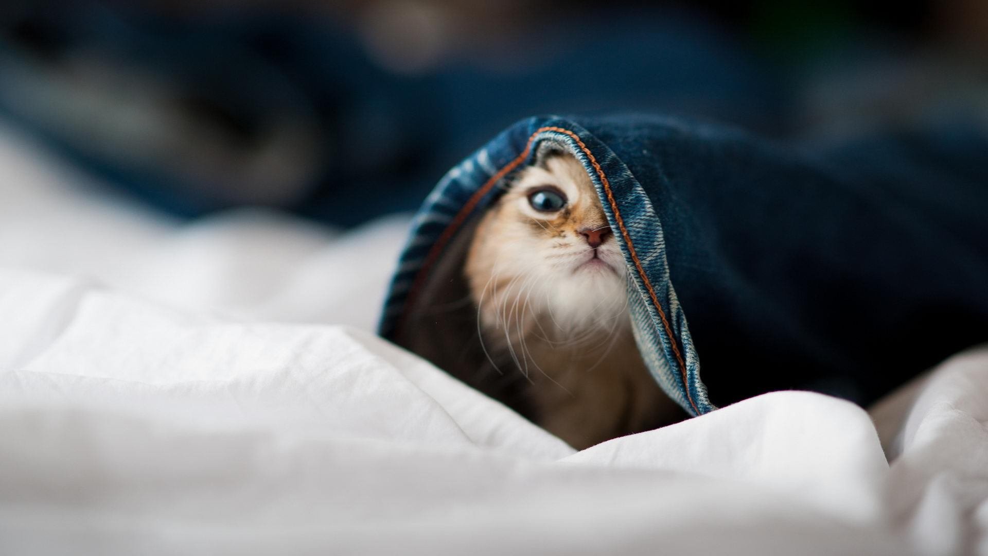 冬季雪地抢椅子赛,趣味横生的冰雪运动