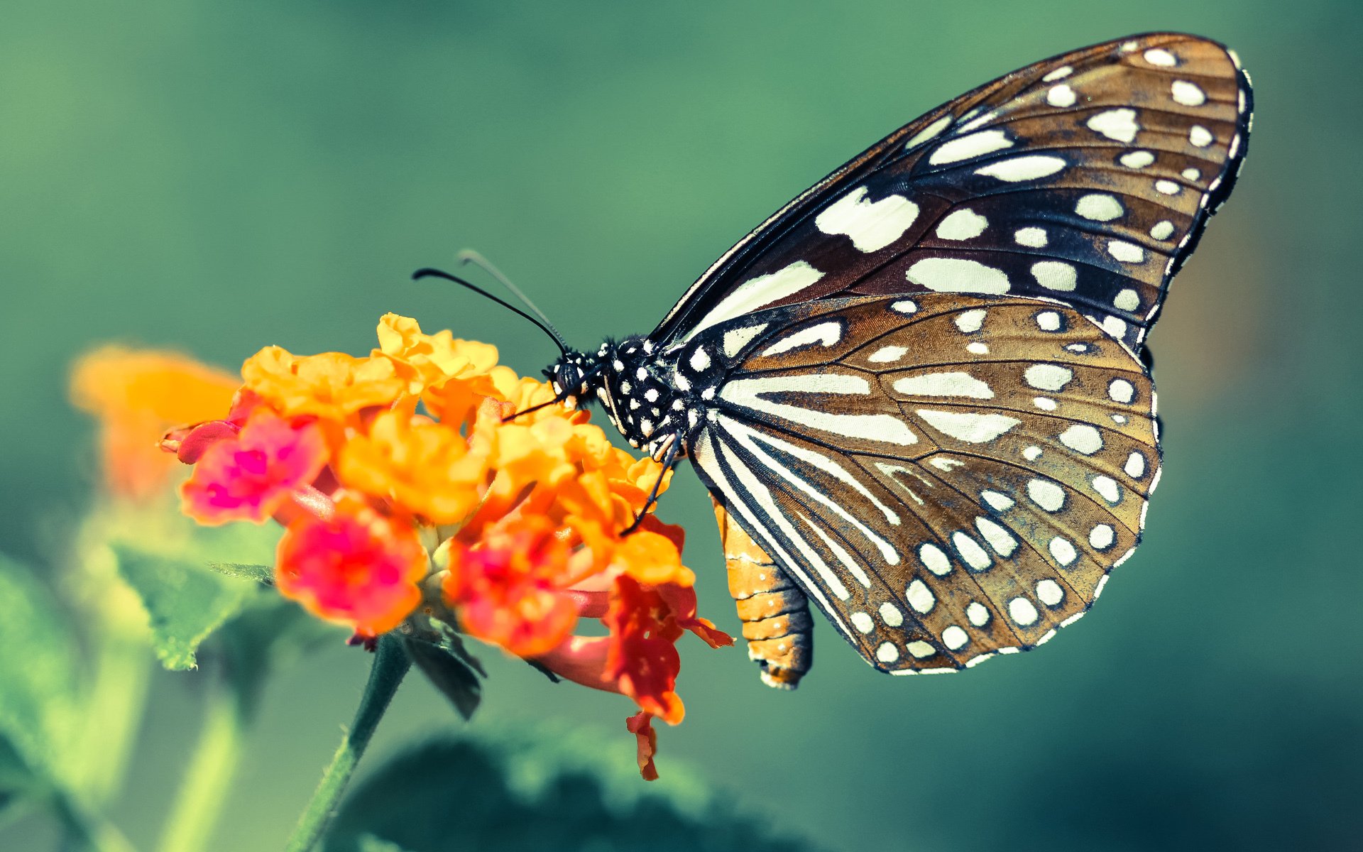 开云网页版登录入口-城市公共篮球场覆盖率持续提升，提升全民健身便利度，公共篮球场标准